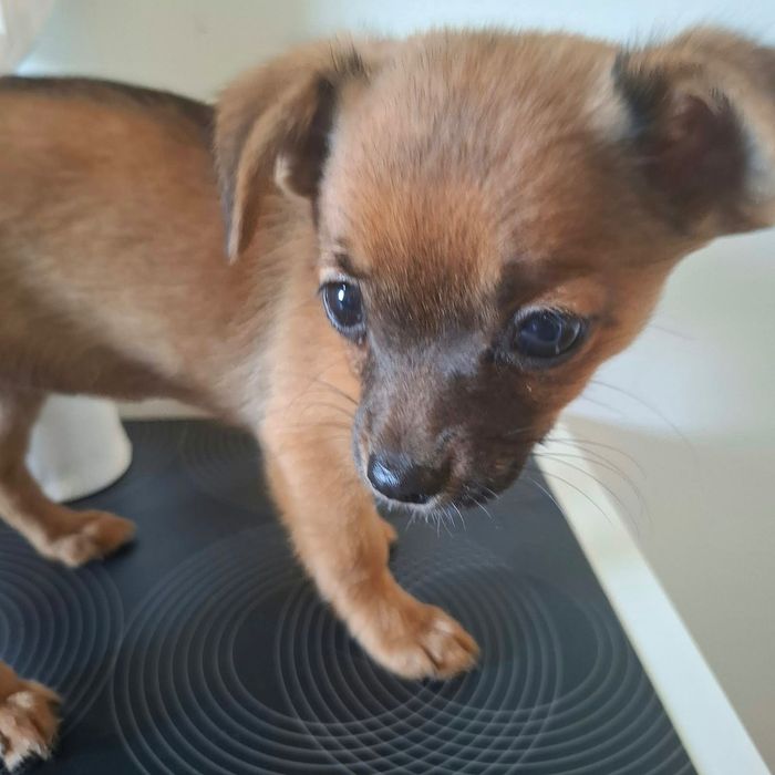 Szczenię chihuahua Oddam w dobre ręce