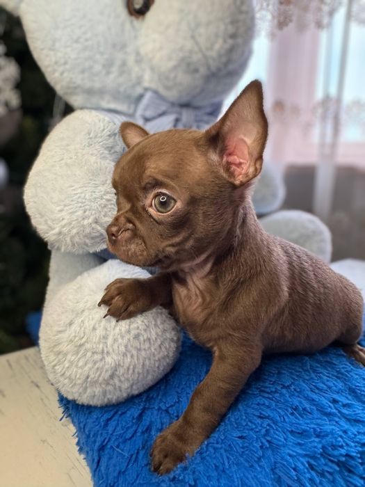 Чихуахуа красунчик хлопчик