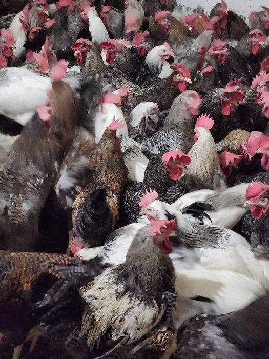 Kury nioski młode Rosa Messa Dominant Leghorn Dowóz Gratis Zapraszam
