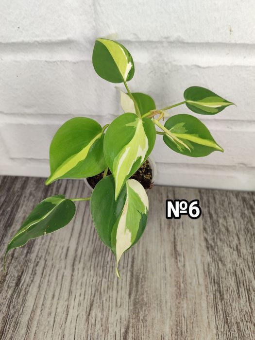 Філодендрон Бразіл, Скаденс, Лайм, Медіоптика