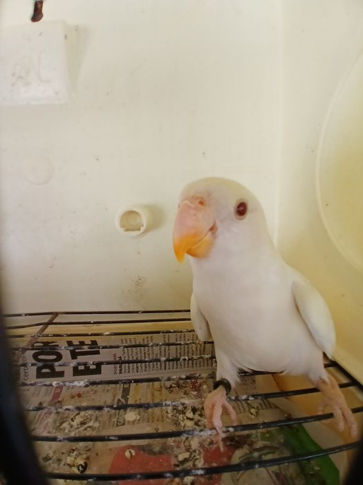 Agapornis domesticados