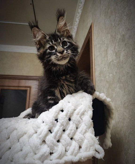 Котята Мейнкун в продаже