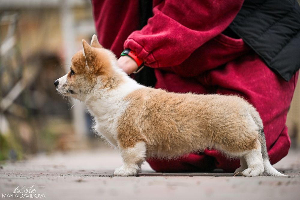 Вельш Корги Пемброк цуценята