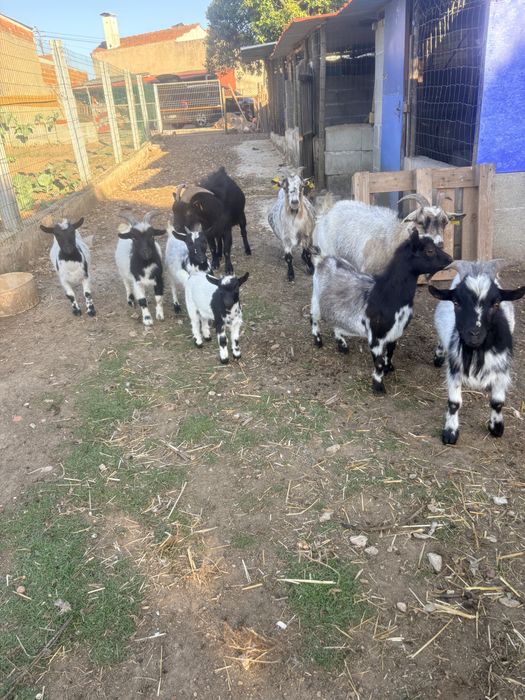cabras micro anas macho