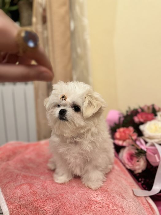 Maltańczyk malutka suczka ZKwP FCI