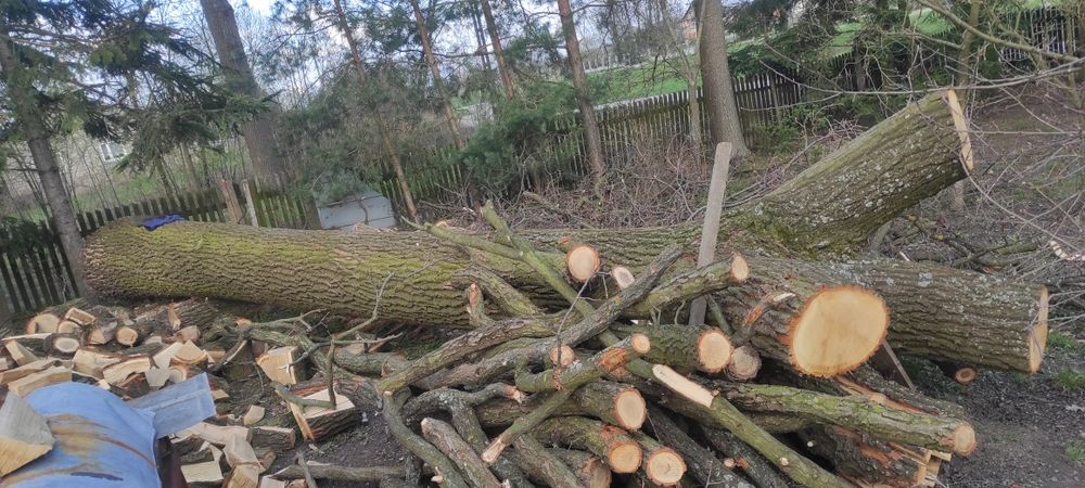 DĄB Drewno sprzedam