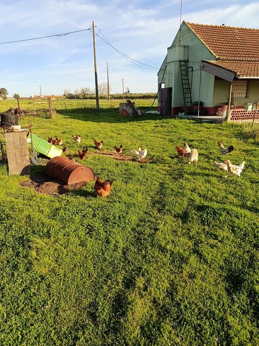Coquichos para criacao