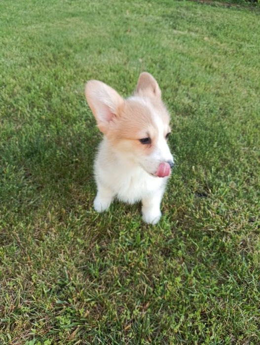 Suczka Welsh Corgi PEMBROKE - KREDA