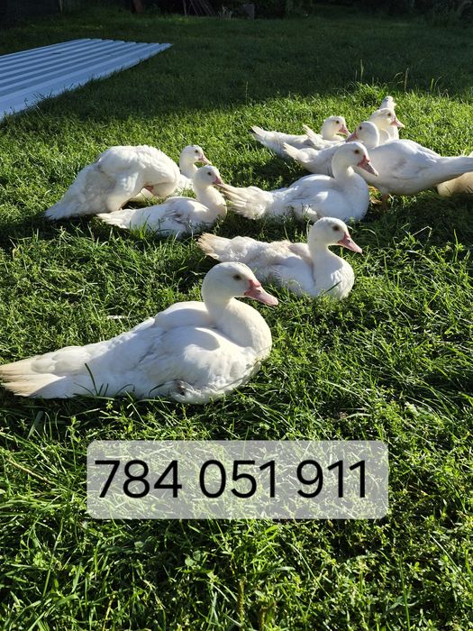 Kaczki pekiny !(Cena w zależności od wieku)