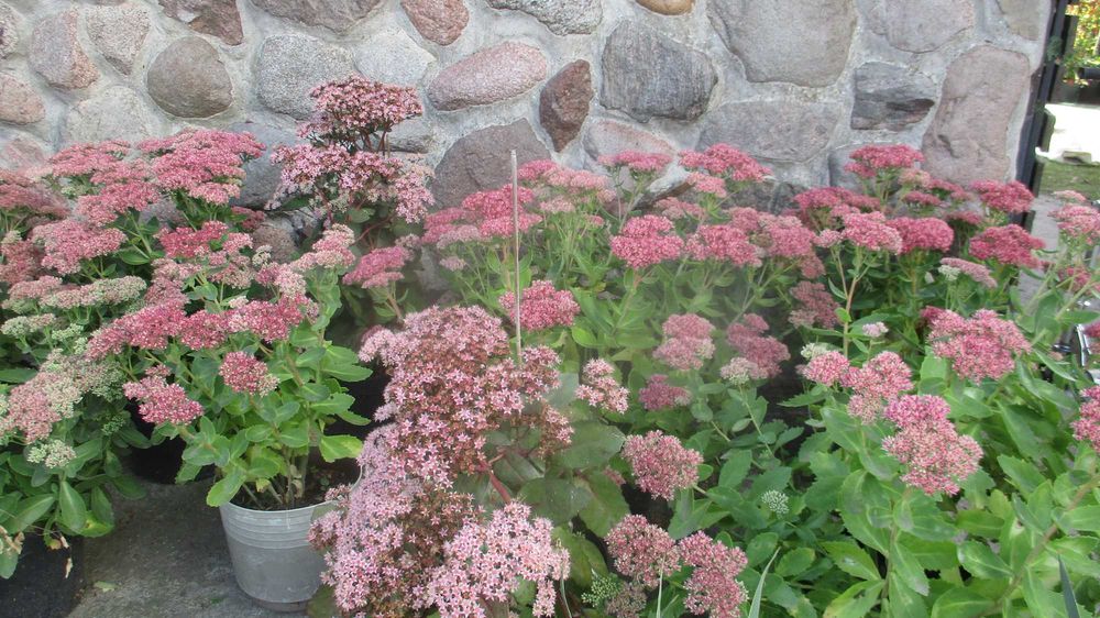 Rozchodniki- bylina ogrodowa