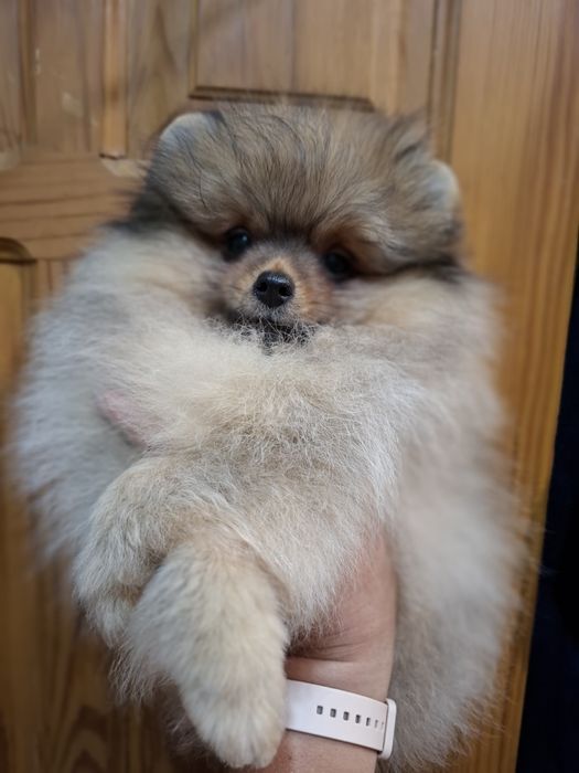 Щенки померанского шпица