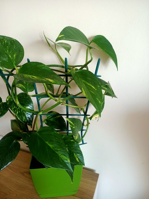 Epipremnum złociste