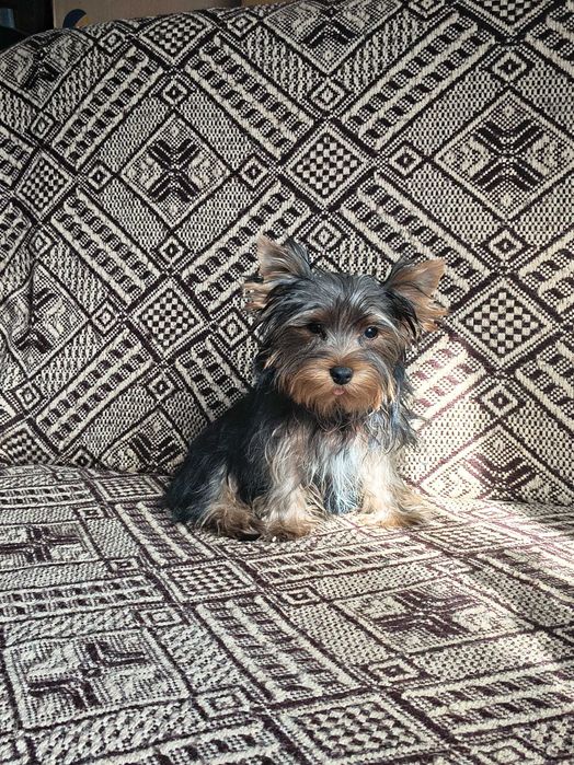 York Yorkshire terrier piesek