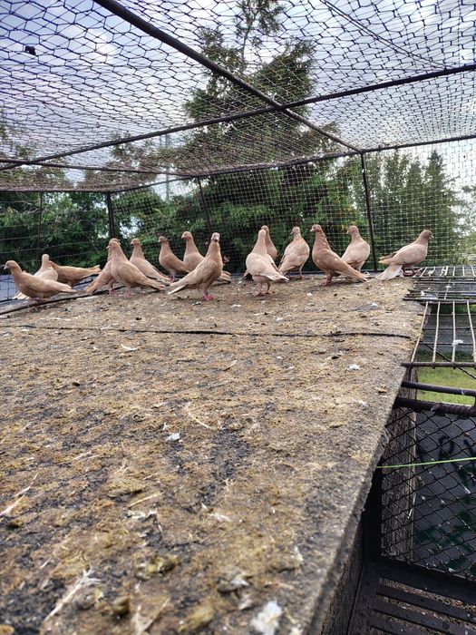 Tiplery żółte lot