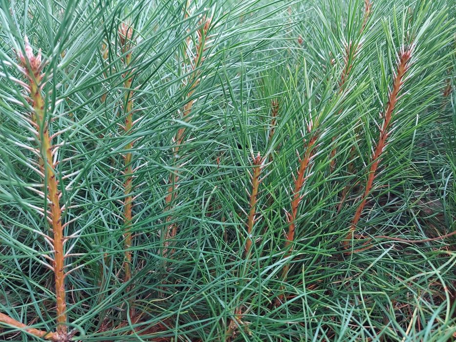 Саджанці Ялина, Сосна, Модрина