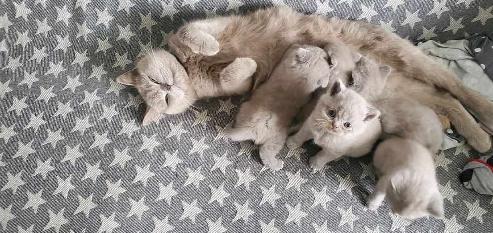Шотландські кошенята котик кішка