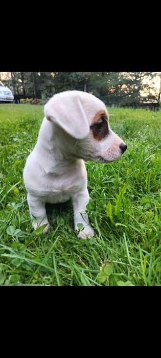 Jack russell terrier suczka nr.1 Stary Sącz