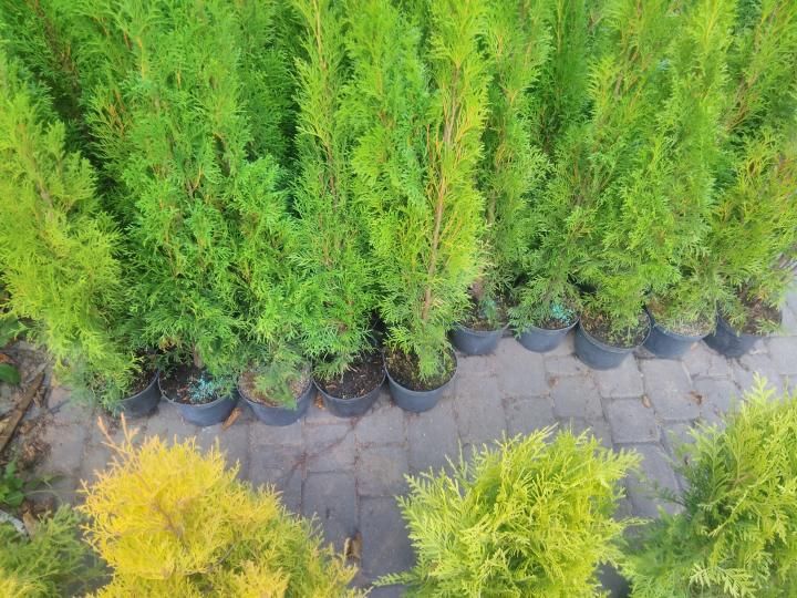 Thuja Smaragd 80 - 90 cm w Donicy max przyjec Podlaska TANI DOWÓZ