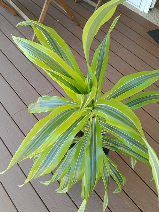 Planta Dracena muito bonita