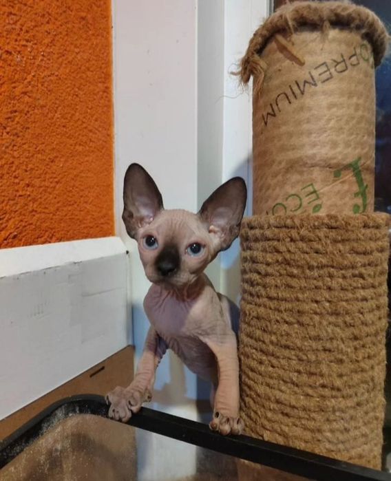 Кошенята канадського сфінкса