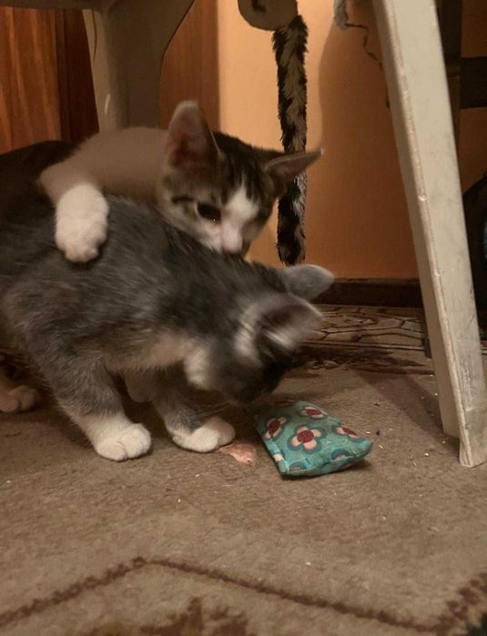 Ash Jack szukamy domu