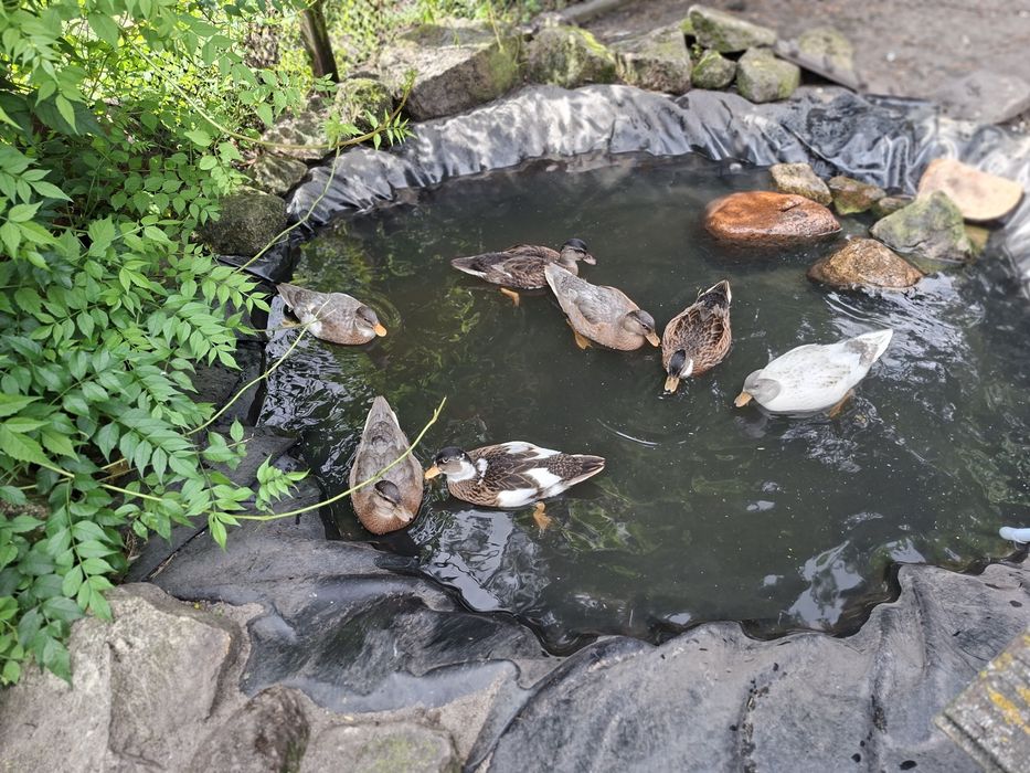 Kaczki krzyżówki miniaturowe call duck