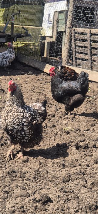 Sprzedam kury różnych ras typu Marans araukana wajandota