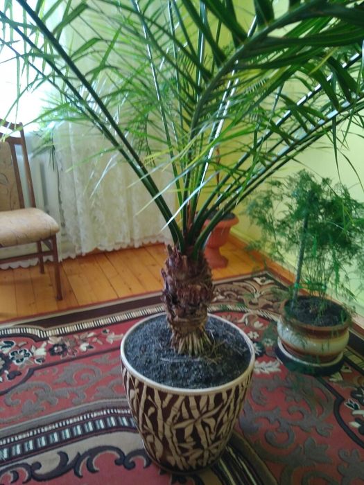Продам ПАЛЬМУ фінікову,велику