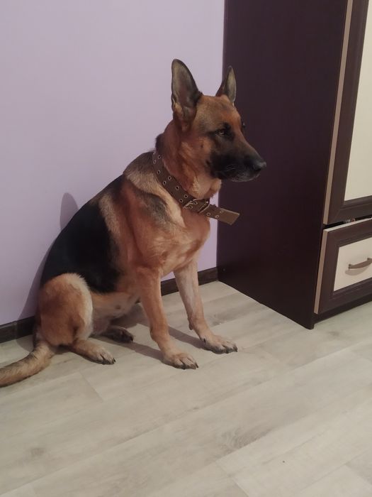 Віддам цуценят німецької вівчарки