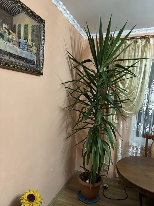 Пальма юка кімнатна
