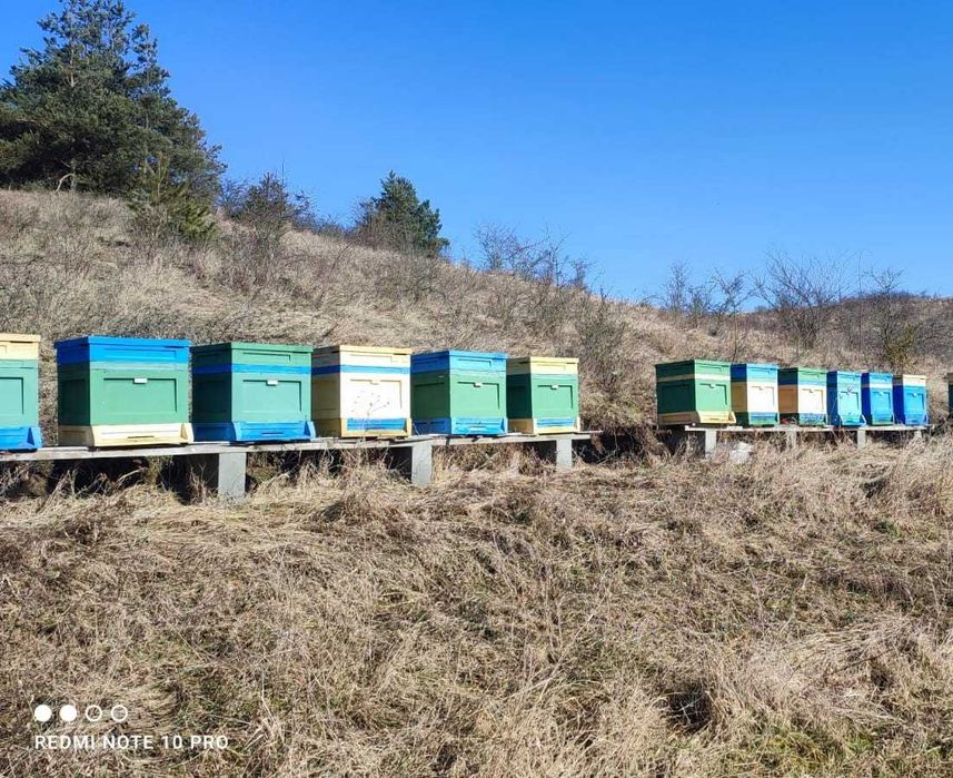 Przezimowane rodziny pszczele sprzedam.
