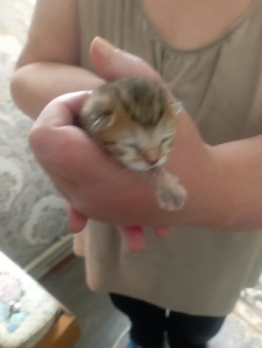 Котята маленькие