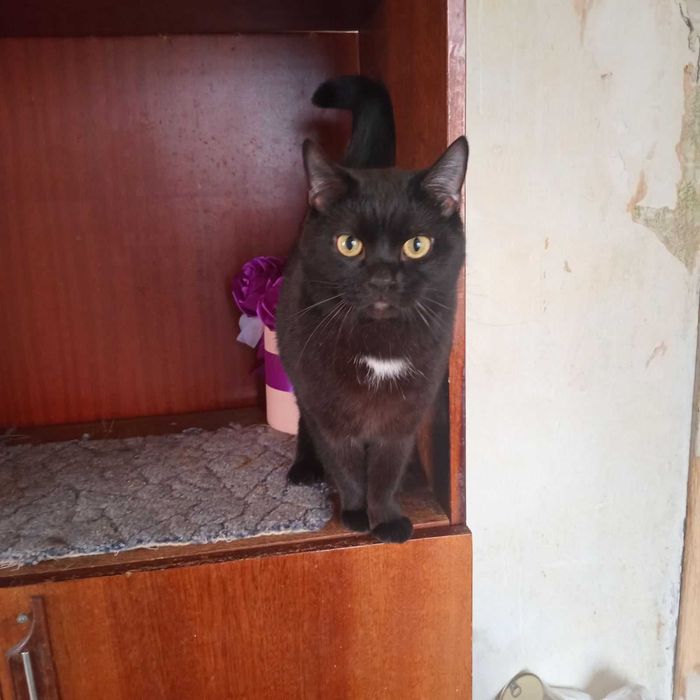 кіт кішка кошенята
