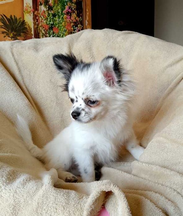 Chihuahua chłopiec komplet szczepień