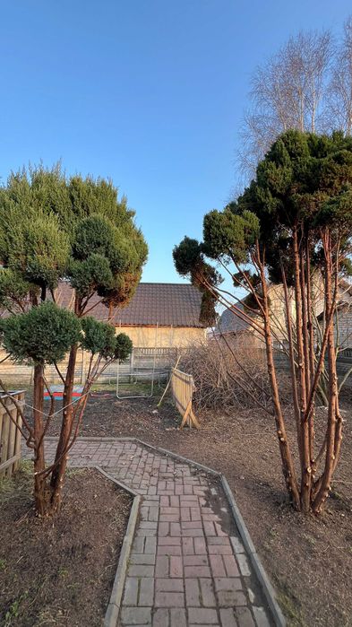 Щепування, подрібнення гілок, розліснення, чистка ділянки