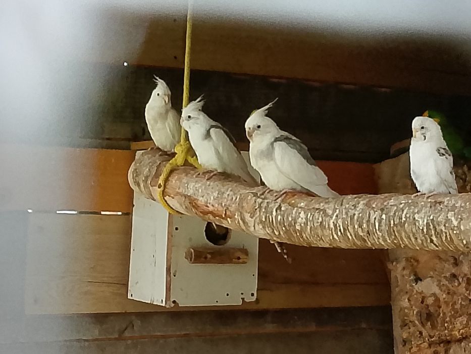 Sprzedam nimfy i inne