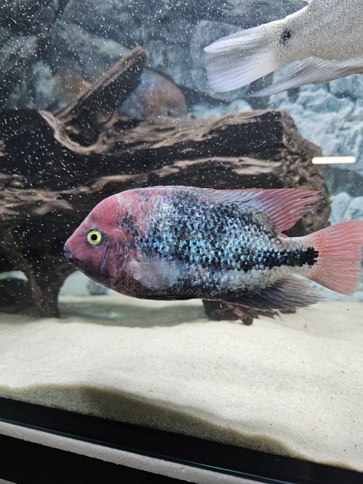 Casal Vieja Synspilum/Fenestratus