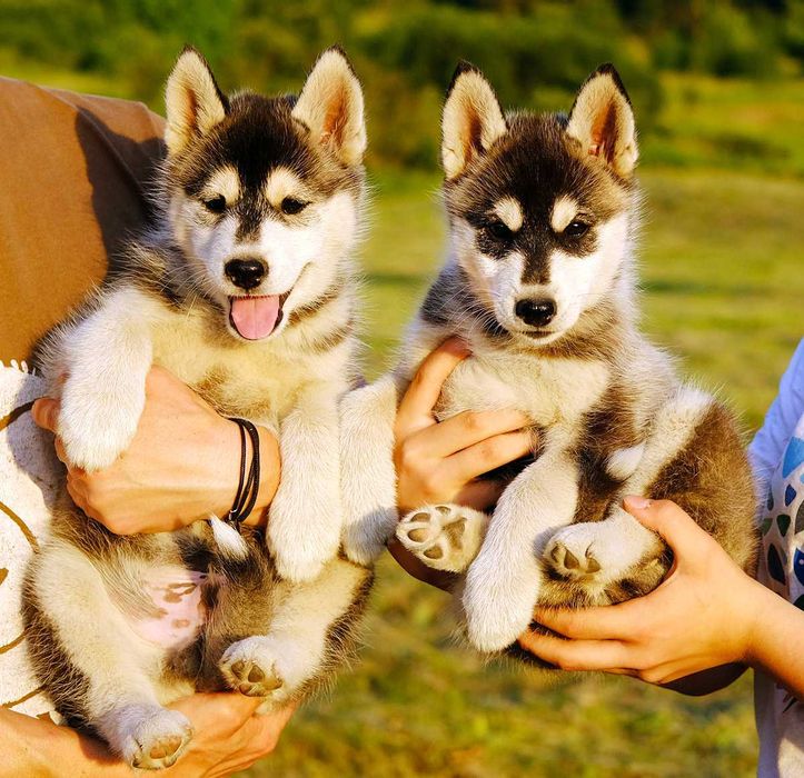 La Dam Latea FCI - Siberian Husky - szczeniak z rodowodem ZKwP