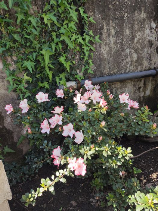 Azálea (Rhododendron)