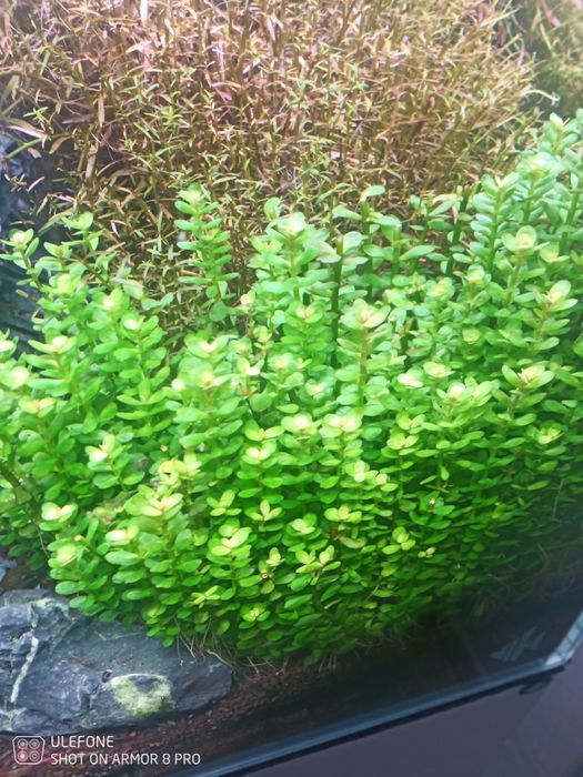 Boas Plantas para aquário .