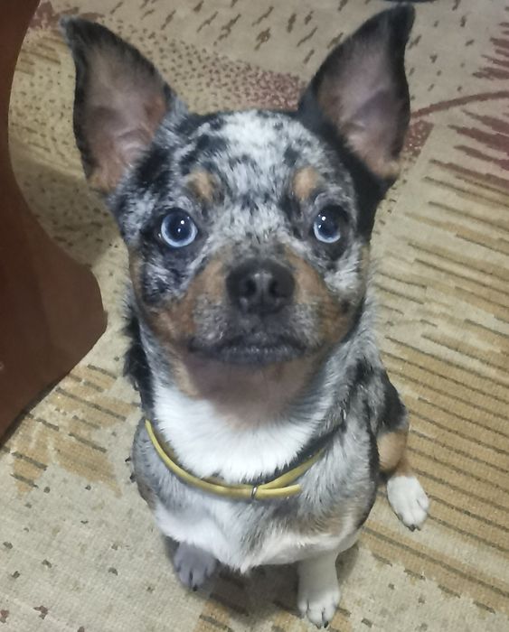 Чіхуахуа мерлє  блакитні очі хлопчик в'язка Чихуахуа мерле вязка