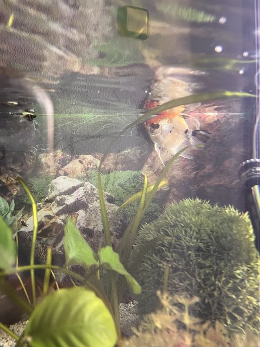 Pterophyllum scalare