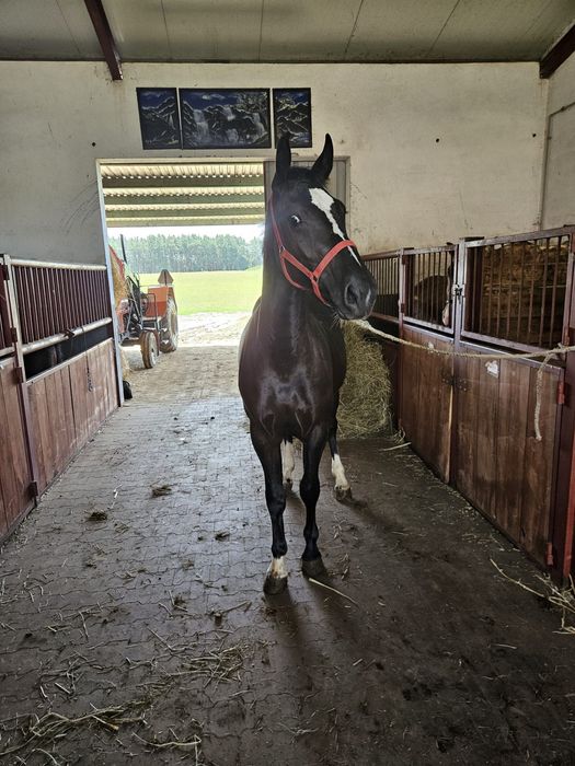 Sprzedam konie śląskie