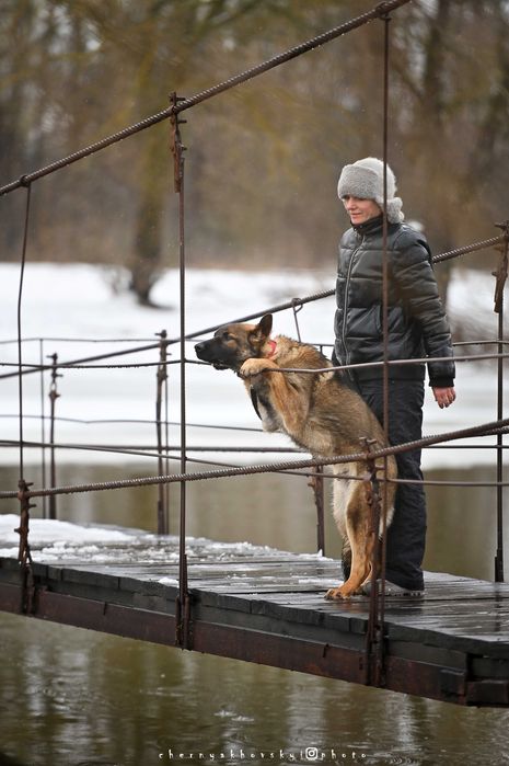 Хлопчик зонарного забарвлення робочого розведення