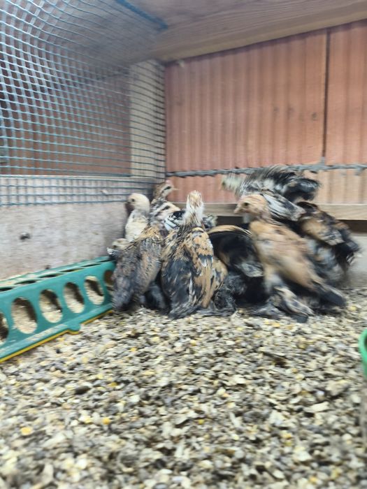 Karzełki lapciate 35zl szt