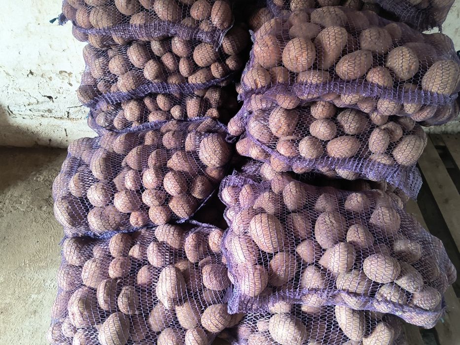 Ziemniaki  wielkość sadzeniaka kaliber 35/55