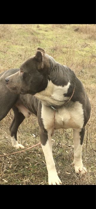 Продаю цуценят стафа