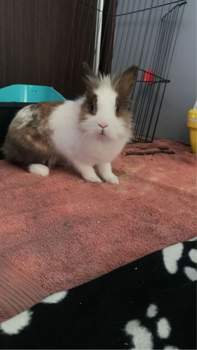 Opieka nad zwierzętami, petsitter/ Domowy hotel dla zwierząt