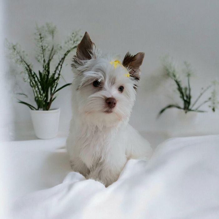 Yorkshire terrier Biro, cudowny śnieżnobiało czekoladowy Opal