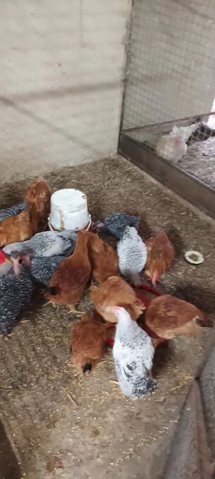 Frangos caseiros para vender